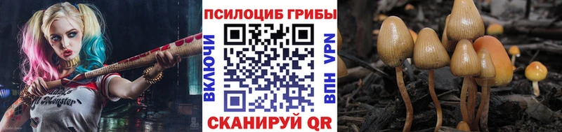 Купить где  Щёкино  Галлюциногенные грибы Psilocybe 